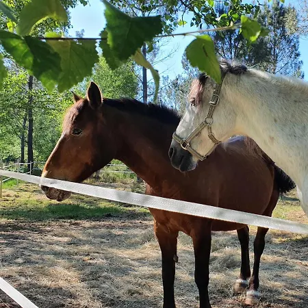 Atlantic Horses Urlaub&reiten *